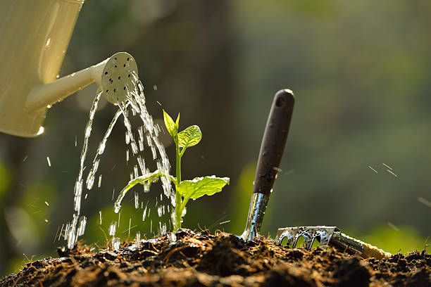 istock A young green plant being watered on a pile of soil 470647421