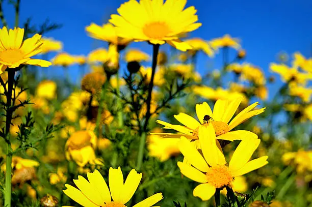 One insect is in one yellow daisy flower in a beautifull meadow with blue sky