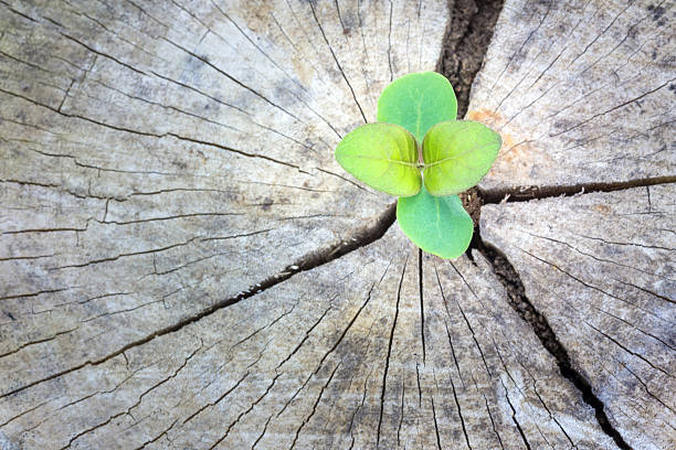 istock Seedling growing in a timber ,Focus on seeding 470648956
