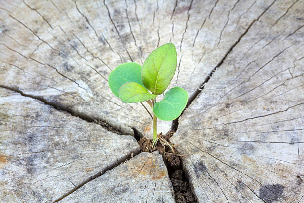 istock Seedling growing in a timber ,Focus on seeding 470648958