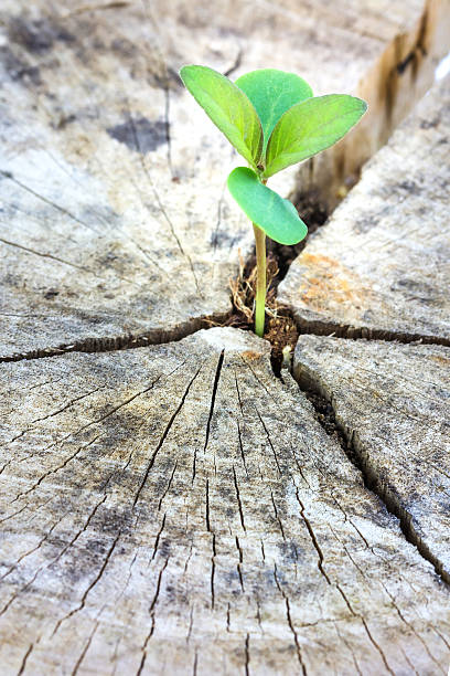 istock Seedling growing in a timber ,Focus on seeding 470648964