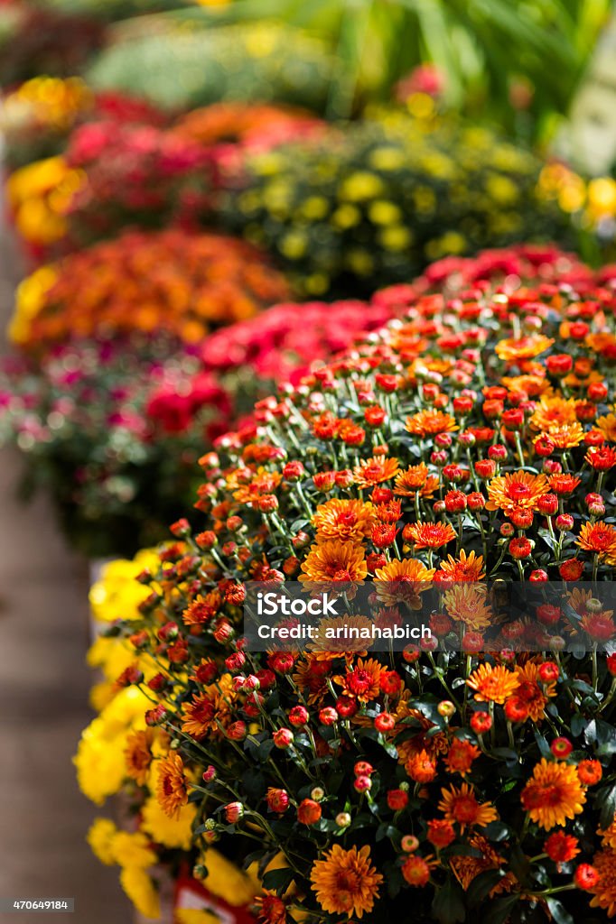 Mums - Foto de stock de Crisantemo libre de derechos