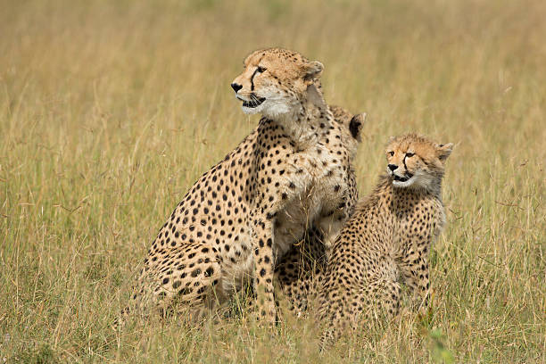 istock Female Cheetah (Acinonyx jubatus) with cubs South Africa 470649833