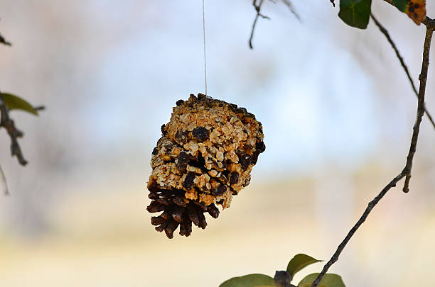 Pinecone Bird Feeder Birdfeeder created by smearing a pine cone with peanut butter and spreading oatmeal and raisin over the peanut butter. bird feeder photos stock pictures, royalty-free photos & images
