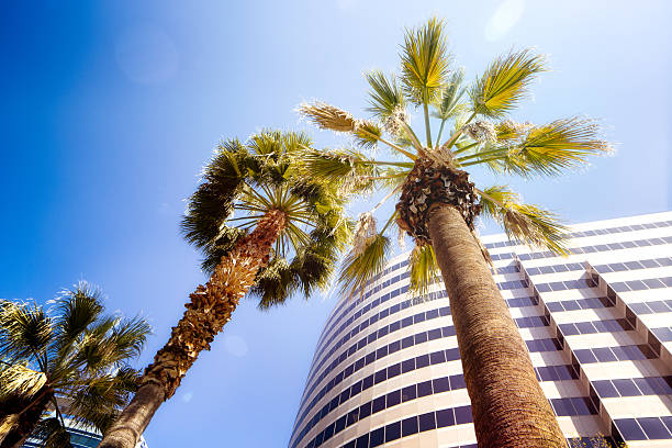 Modern California Office tower with palm trees lens flare stock photo