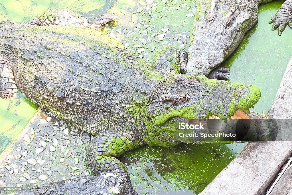 Crocodile in river 2015 Stock Photo