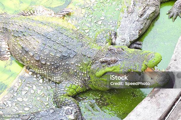 Crocodile In River Stock Photo - Download Image Now - 2015, Africa, Animal