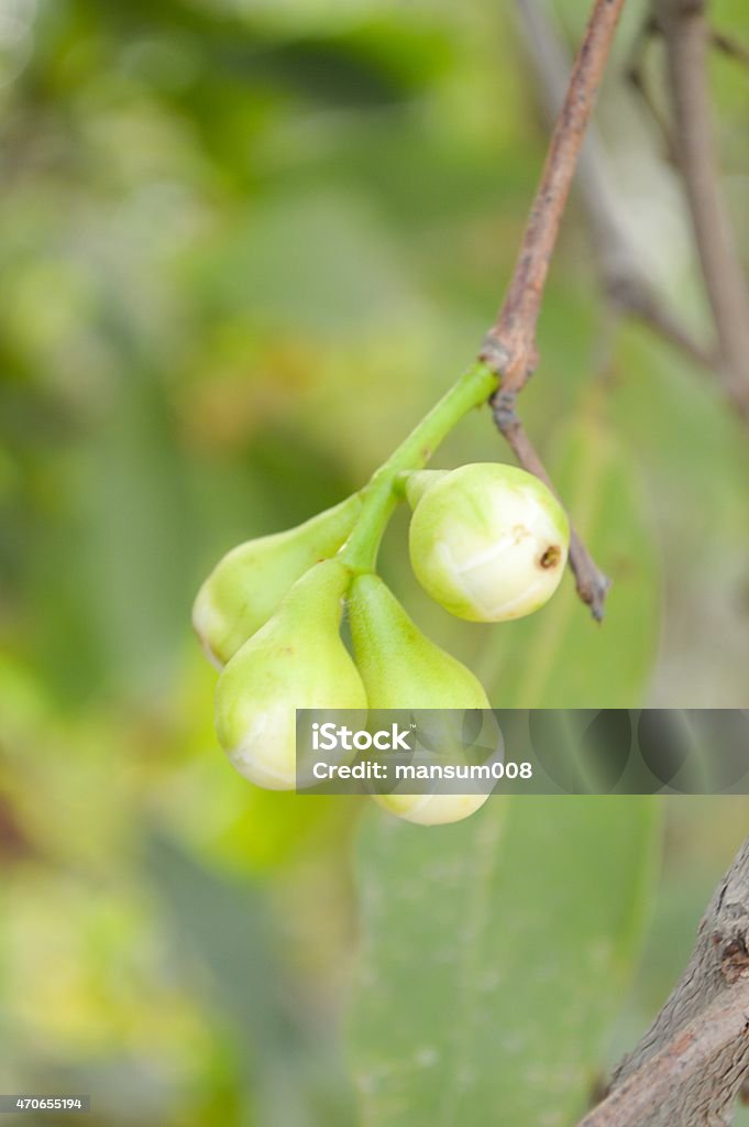 bud rose apple flower bud rose apple flower in garden 2015 Stock Photo