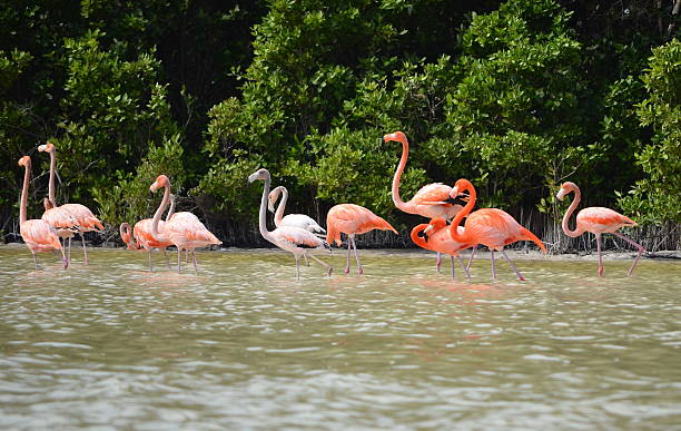 istock view of pink flamingos 470656012
