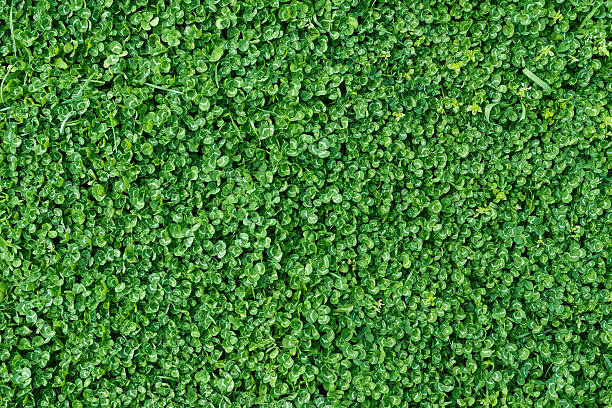 Green clover field Green clover field. oxalis acetosella flowers stock pictures, royalty-free photos & images