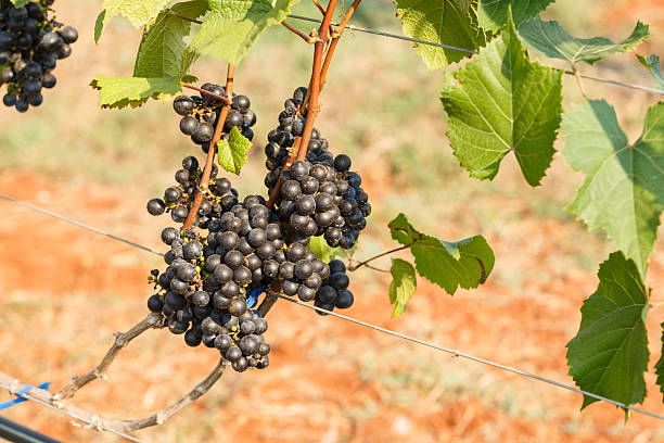 istock branch young grapes on vine in vineyard 470657266