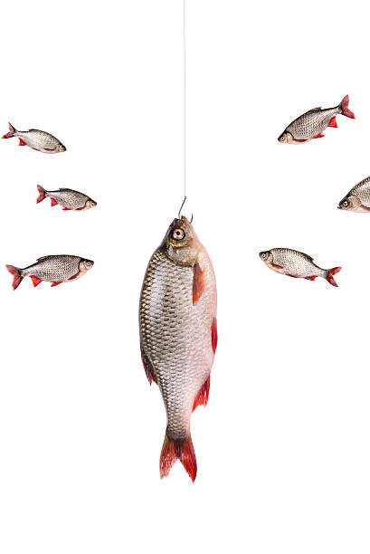 istock Fishes and fish on a hook,  isolated on white, clipping path 470657486