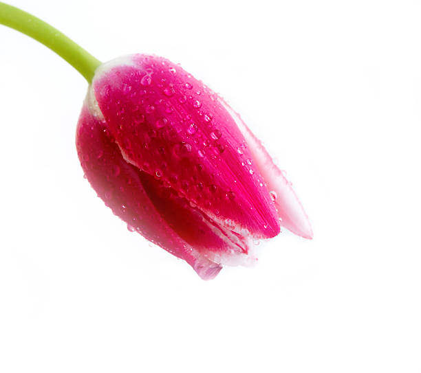tulipán frescas - cut out tulip close up drop fotografías e imágenes de stock