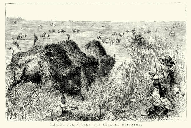 Vintage engraving of a hunter running away from enraged buffaloes, in the American Wild West. The Graphic, 1874