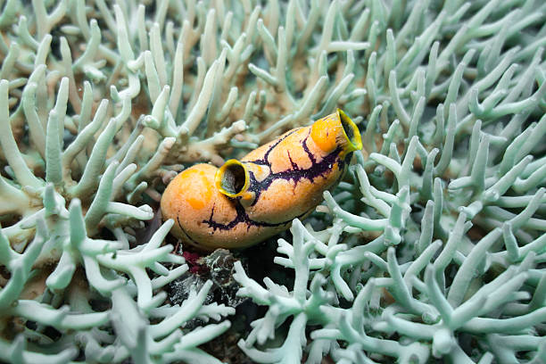 urochordé (polycarpa aurata) au milieu de corail dur - aurata photos et images de collection