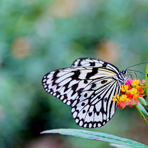 istock paper kite butterfly 470664660
