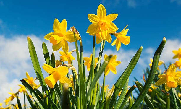 jaune narcisse fleur avec ciel bleu et nuages blancs - spring daffodil flower sky photos et images de collection