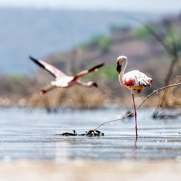 Flamingo - special position and flying Flamingo near Bogoria Lake, Kenya - special position lake bogoria stock pictures, royalty-free photos & images