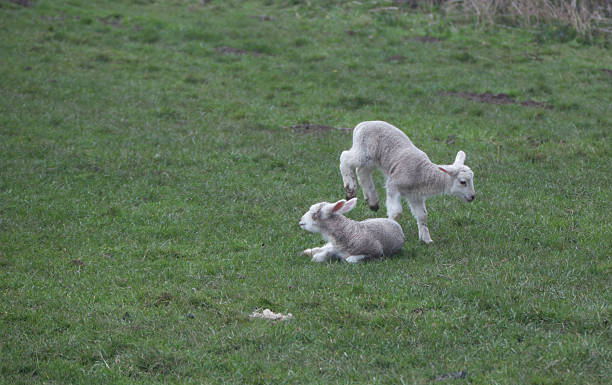 lambs jumping lambs jumping meek as a lamb stock pictures, royalty-free photos & images