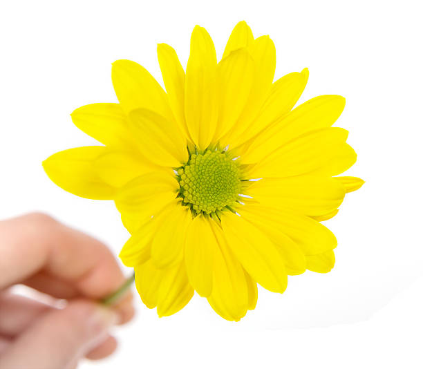 istock Yellow Chrysanthemum in hand isolated on white 470668245
