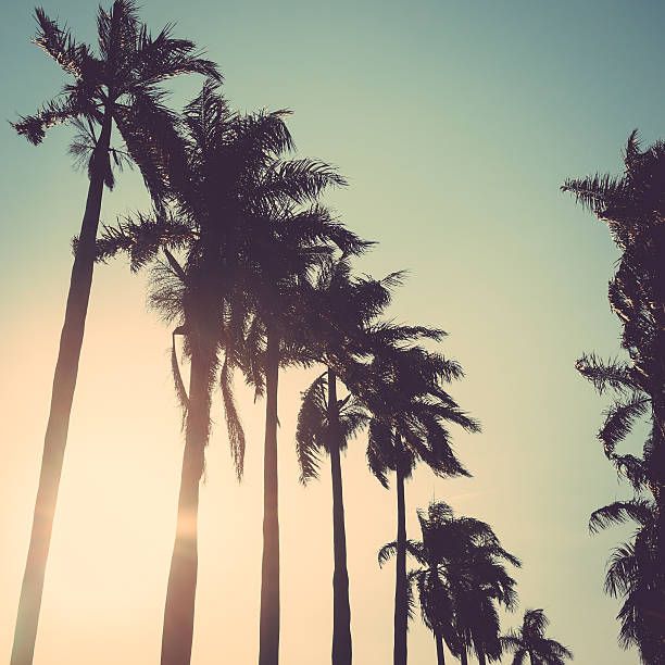 istock coconut palm tree sunset vintage retro 470668886