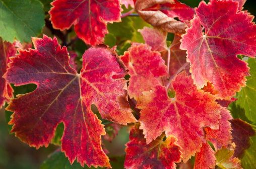 vine leaves in autumn with colors in the reds