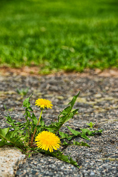istock Dandelion growing in a crack between concrete and asphalt 470669358