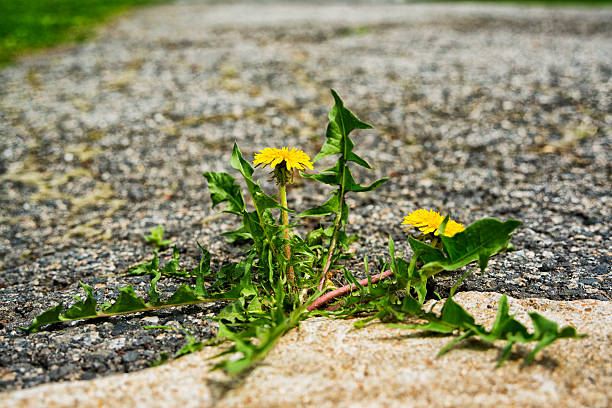 istock Dandelion growing in a crack between concrete and asphalt 470669360