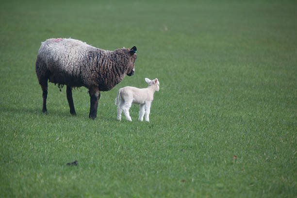Lambs and mother Lambs and mother meek as a lamb stock pictures, royalty-free photos & images