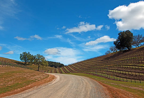 istock Country Road in Paso Robles under puffy cumulus clouds 470670200