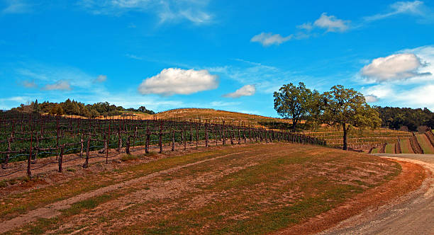 istock Paso Robles Wine Country Road with trees under cumulus clouds 470670210