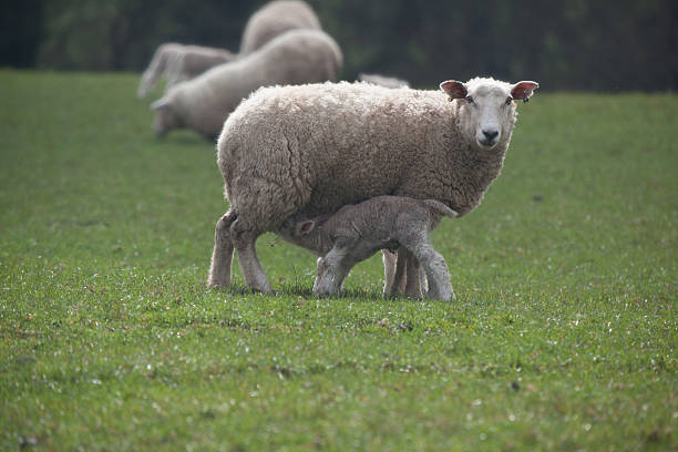 Lamb Feeding Lamb Feeding meek as a lamb stock pictures, royalty-free photos & images