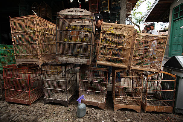 Yogyakarta, Indonesia - July 31, 2011: Vendor sells song birds and parrots at the Pasar Ngasem Market in Yogyakarta, Central Java, Indonesia.