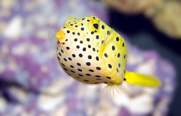 noir à pois poisson-coffre - vitality sea aquatic atoll photos et images de collection