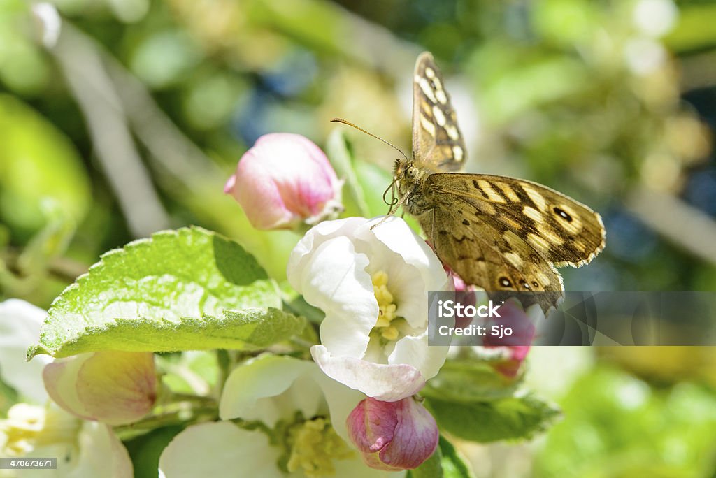 Fiore di farfalla - Foto stock royalty-free di Animale