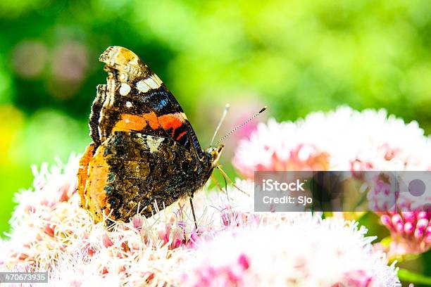 Farfalla Su Un Fiore - Fotografie stock e altre immagini di Ambientazione esterna - Ambientazione esterna, Animale, Bellezza naturale