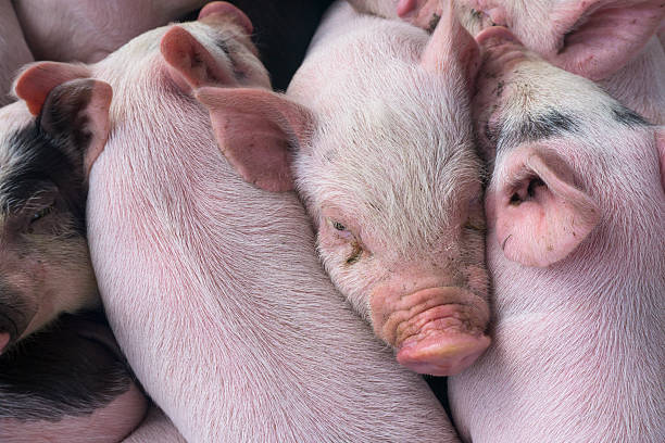 istock Group of piglets at a rural market 470673966