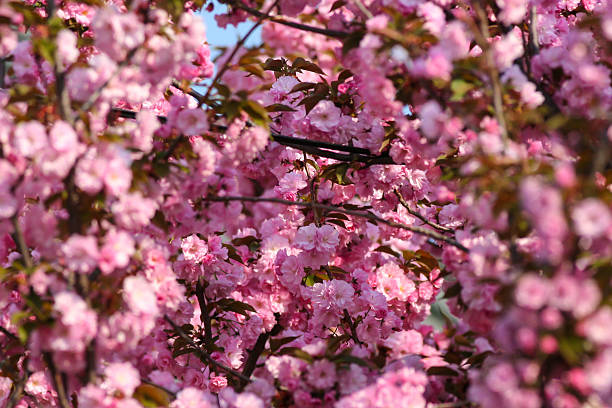 istock Royal Burgundy (Flowering Cherry Tree) with pink flowers 470674041