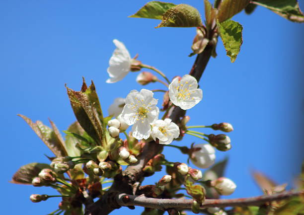 istock White cherry flowers in sping with blue sky 470674363