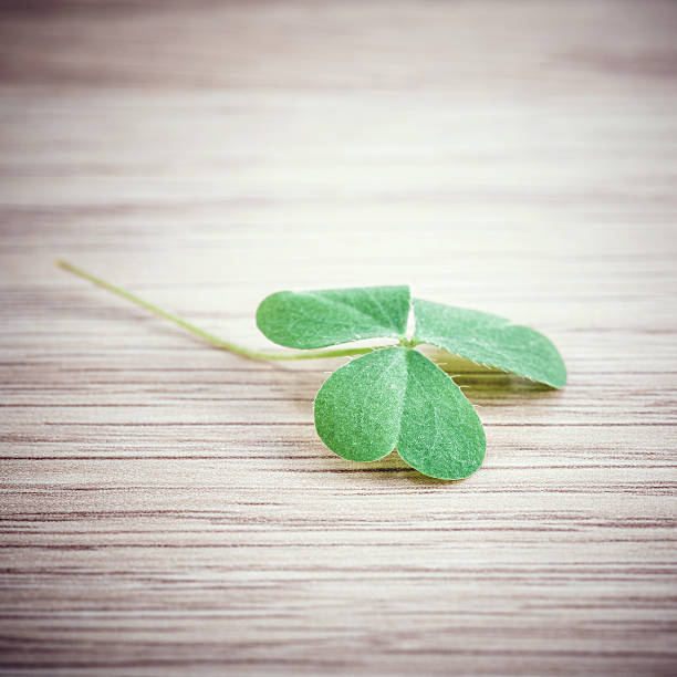 istock Closeup clover leaf on wooden background. 470674642