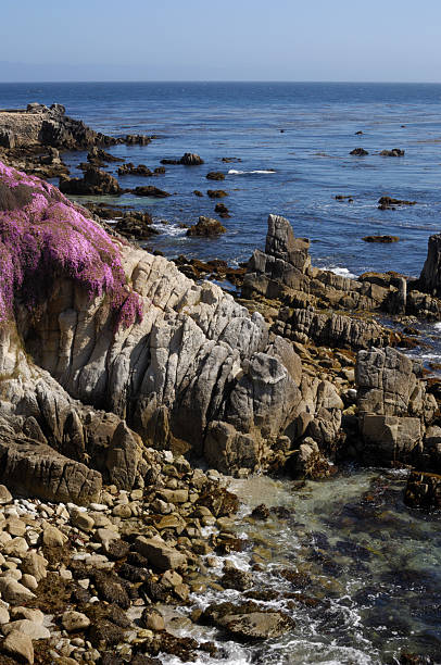 istock Flowering Plant Growing on Oceanside Cliff 470674751