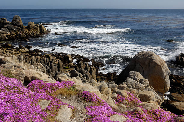 istock Flowering Plant Growing on Oceanside Cliff 470674775