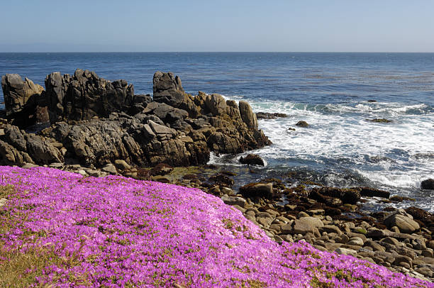 istock Flowering Plant Growing on Oceanside Cliff 470674779