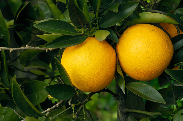 istock Close-up of Ripening Oranges On Tree 470674919