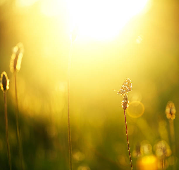 Summer field sunrise and butterfly