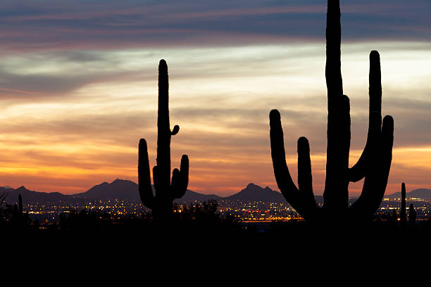 silhouette saguaro e luci della città - phoenix arizona scottsdale sunset foto e immagini stock