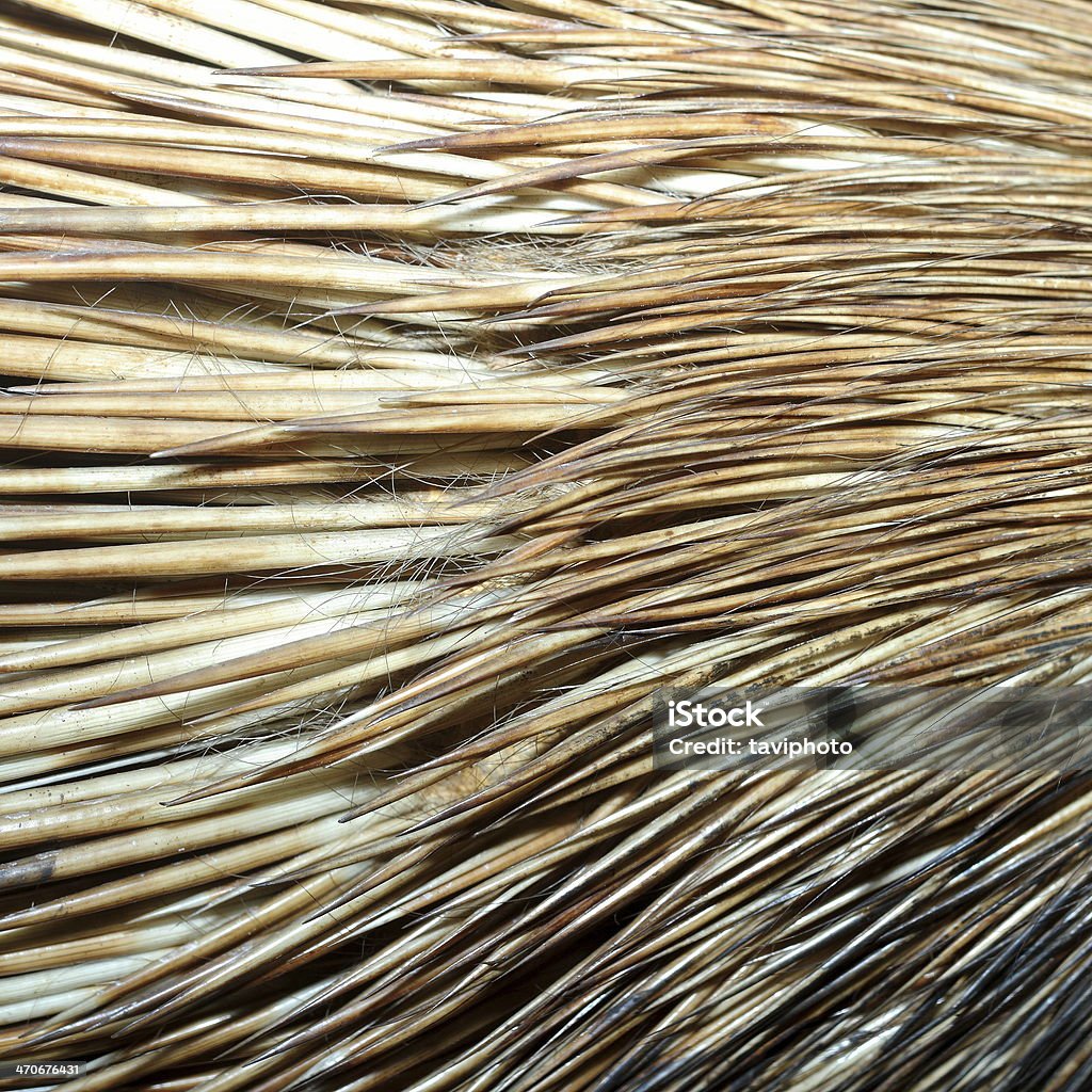 detail von crested porcupine Pelz - Lizenzfrei Afrika Stock-Foto