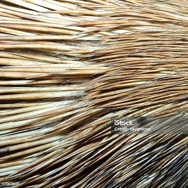 Detail Von Crested Porcupine Pelz Stockfoto und mehr Bilder von Afrika - Afrika, Borste, Braun