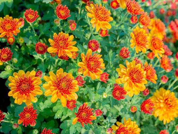istock colorful flowers on the park 470678268