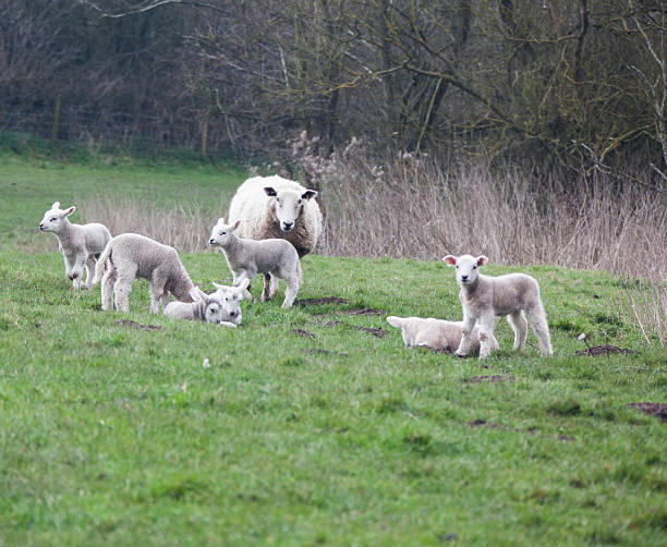Seven Lambs Seven Lambs meek as a lamb stock pictures, royalty-free photos & images